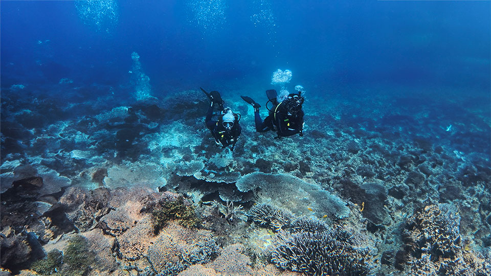 Komodo Fun Dive Quest | 7 Days 21 Dives